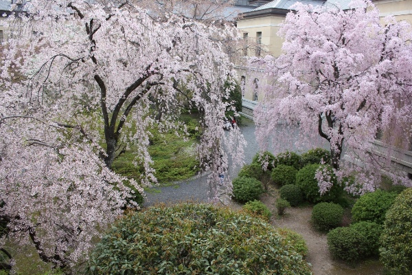 3574-13.4.5薄暮　横中庭風景2本の紅枝垂れ桜　.jpg